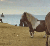 The Final New Year’s Resolutions of Nacho the Miniature Horse